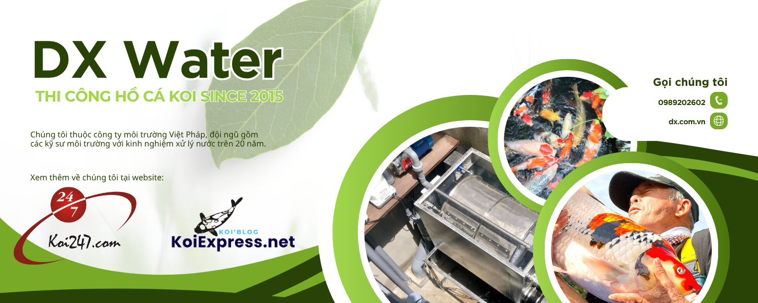 Dx Water, thiết kế và thi công hồ cá Koi since 2015